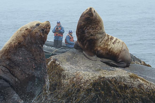 June is Steller Sea Lion Month! | Coastside State Parks Association